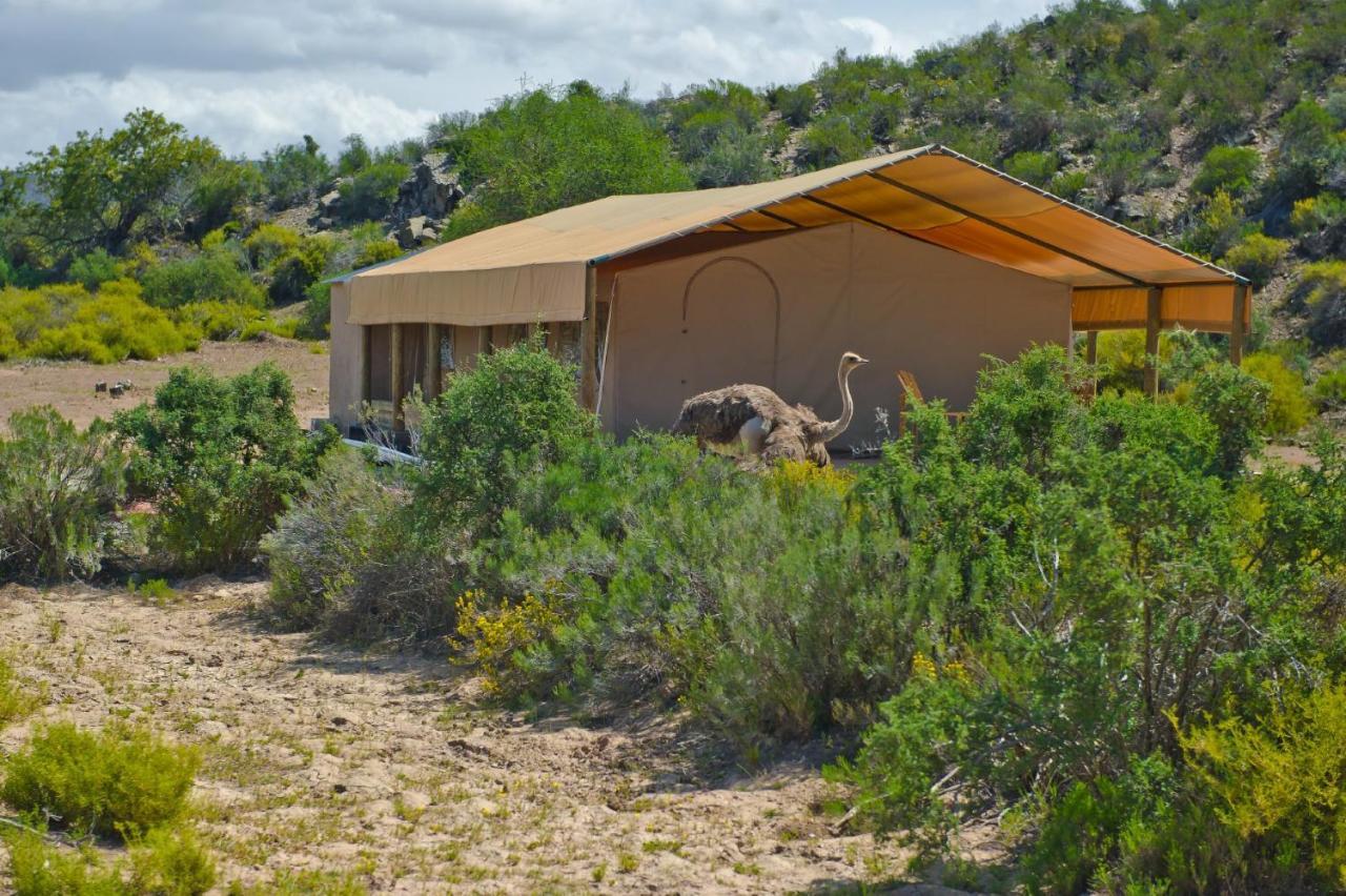 African Game Lodge モンタギュー エクステリア 写真