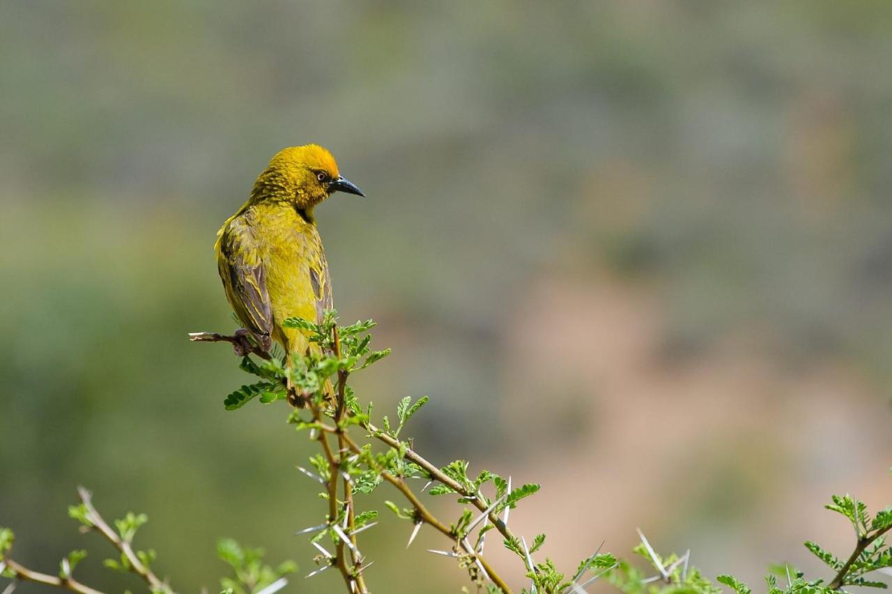 African Game Lodge モンタギュー エクステリア 写真