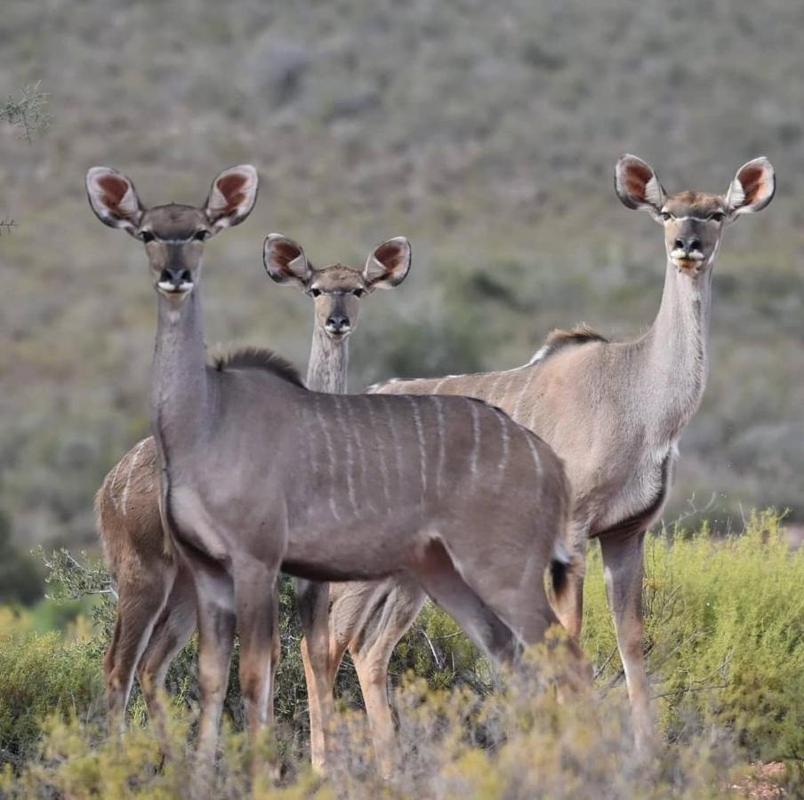 African Game Lodge モンタギュー エクステリア 写真