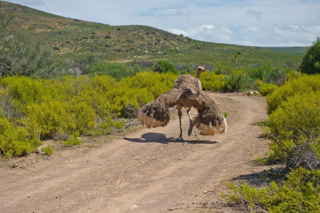 African Game Lodge モンタギュー エクステリア 写真